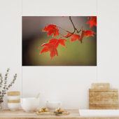 USA, Kansas, Rote Blätter im frühen Herbst Poster (Küche)