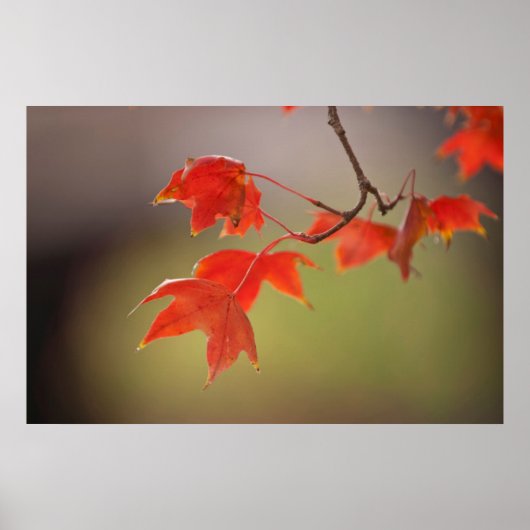 USA, Kansas, Rote Blätter im frühen Herbst Poster (Vorne)