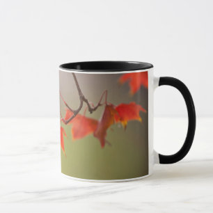 USA, Kansas, Rote Blätter im frühen Herbst Tasse