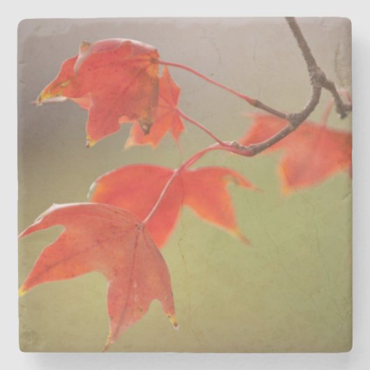 USA, Kansas, Rote Blätter im Frühfall Steinuntersetzer (Vorderseite)