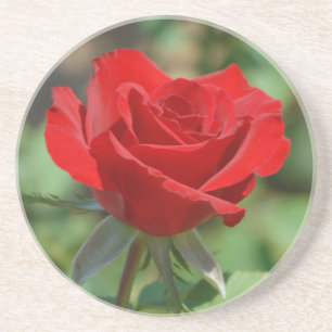 USA, Kansas, rote Rose Getränkeuntersetzer