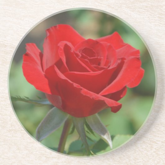 USA, Kansas, Rote Rose Getränkeuntersetzer (Vorne)