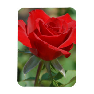 USA, Kansas, Rote Rose Magnet