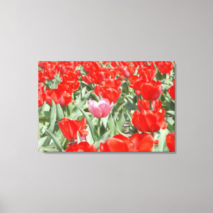 USA, Kansas, rote Tulpen mit einer rosa Tulpe Leinwanddruck