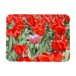 USA, Kansas, rote Tulpen mit einer rosa Tulpe Magnet