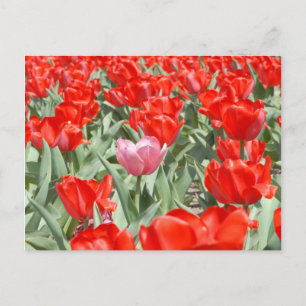 USA, Kansas, rote Tulpen mit einer rosa Tulpe Postkarte