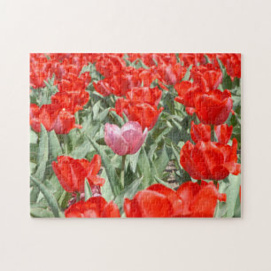 USA, Kansas, Rote Tulpen mit einer rosa Tulpe Puzzle