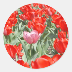 USA, Kansas, Rote Tulpen mit einer rosa Tulpe Runder Aufkleber