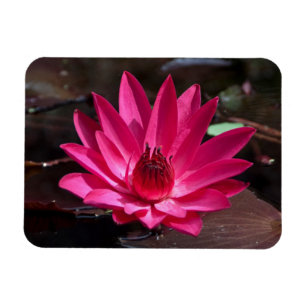 USA, Kansas, Rote Wasserlilie Magnet
