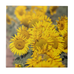 USA, Kansas. Sonnenblumen (Helianthus Annuus) Fliese