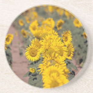 USA, Kansas. Sonnenblumen (Helianthus Annuus) Getränkeuntersetzer