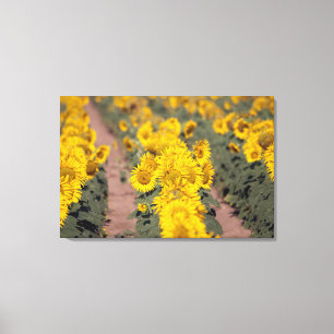 USA, Kansas. Sonnenblumen (Helianthus Annuus) Leinwanddruck