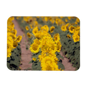 USA, Kansas. Sonnenblumen (Helianthus Annuus) Magnet