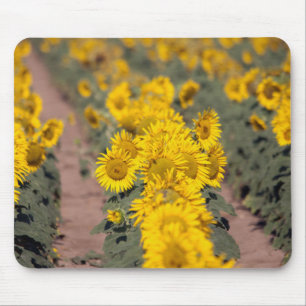 USA, Kansas. Sonnenblumen (Helianthus Annuus) Mousepad