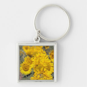 USA, Kansas. Sonnenblumen (Helianthus Annuus) Schlüsselanhänger