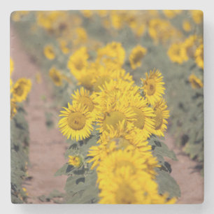 USA, Kansas. Sonnenblumen (Helianthus Annuus) Steinuntersetzer
