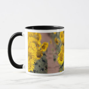 USA, Kansas. Sonnenblumen (Helianthus Annuus) Tasse