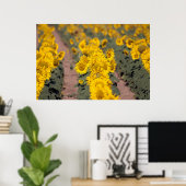 USA, Kansas. Sunflowers Poster (Heimbüro)