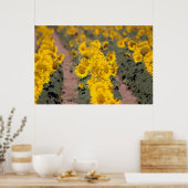 USA, Kansas. Sunflowers Poster (Küche)