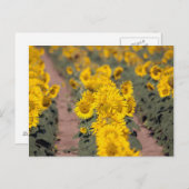 USA, Kansas. Sunflowers Postkarte (Vorne/Hinten)