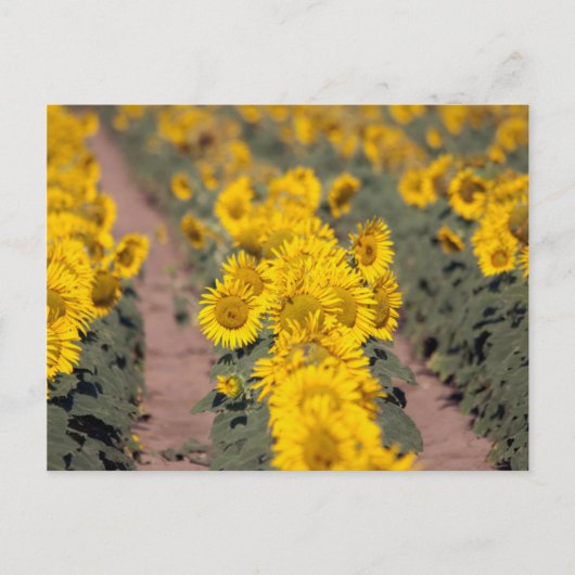 USA, Kansas. Sunflowers Postkarte (Vorderseite)