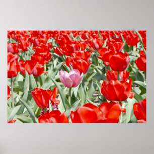 USA, Kansas. Tulpenfeld Poster