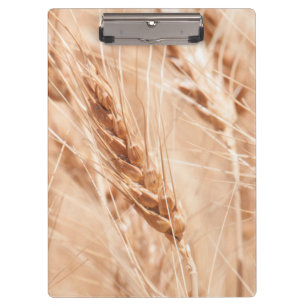 USA, Kansas, Weizen zur Ernte-Zeit Klemmbrett