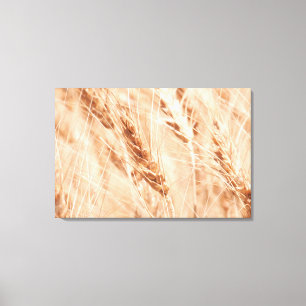 USA, Kansas, Weizen zur Ernte-Zeit Leinwanddruck