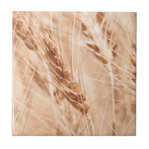 USA, Kansas, Weizen zur Erntezeit Fliese