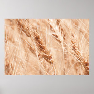 USA, Kansas, Weizen zur Erntezeit Poster