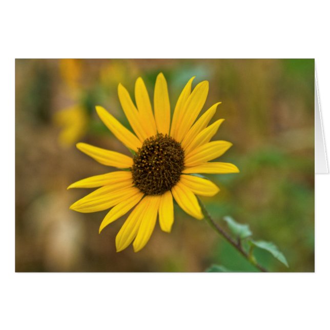 USA, Kansas. Wild Sunflower (Vorderseite (Horizontal))