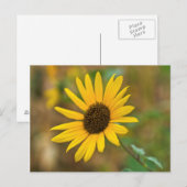 USA, Kansas. Wild Sunflower Postkarte (Vorne/Hinten)