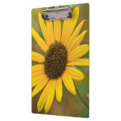 USA, Kansas. Wilde Sonnenblume Klemmbrett (Links)