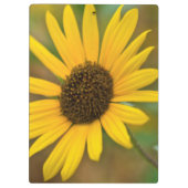 USA, Kansas. Wilde Sonnenblume Klemmbrett (Rückseite)