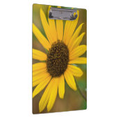 USA, Kansas. Wilde Sonnenblume Klemmbrett (Rechts)