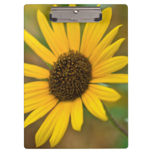 USA, Kansas. Wilde Sonnenblume Klemmbrett