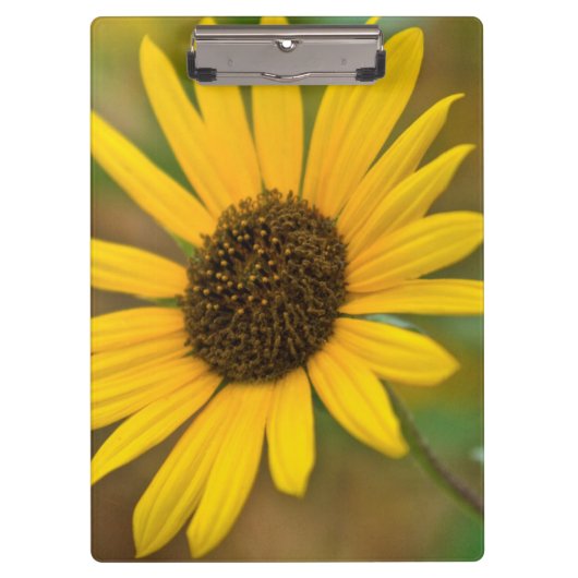 USA, Kansas. Wilde Sonnenblume Klemmbrett (Vorderseite)