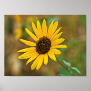 USA, Kansas. Wilde Sonnenblume Poster
