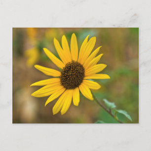 USA, Kansas. Wilde Sonnenblume Postkarte