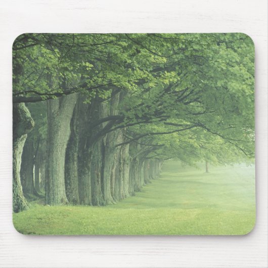 USA, Kentucky. Baumreihe im Frühjahr Mousepad (Vorne)