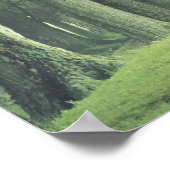 USA, Kentucky Baumreihe im Frühjahr Poster (Ecke)