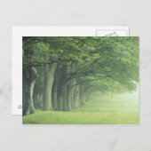 USA, Kentucky Baumreihe im Frühjahr Postkarte (Vorne/Hinten)