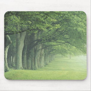 USA, Kentucky. Baumreihe im Frühling Mousepad