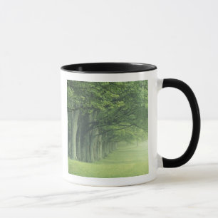 USA, Kentucky. Baumreihe im Frühling Tasse