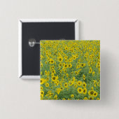 USA, Kentucky, Fayette County Muster im Feld Button (Vorne & Hinten)