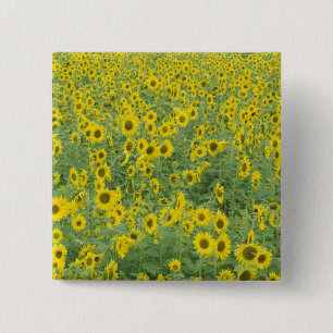 USA, Kentucky, Fayette Landkreis Pattern im Feld Button