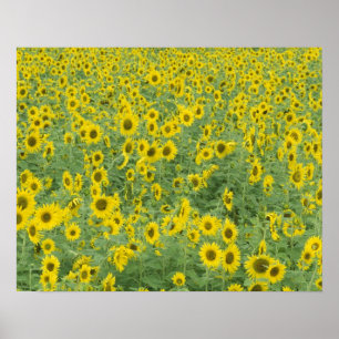 USA, Kentucky, Fayette Landkreis Pattern im Feld Poster