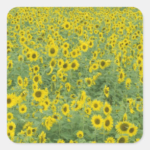 USA, Kentucky, Fayette Landkreis Pattern im Feld Quadratischer Aufkleber