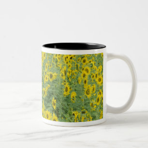 USA, Kentucky, Fayette Landkreis Pattern im Feld Zweifarbige Tasse