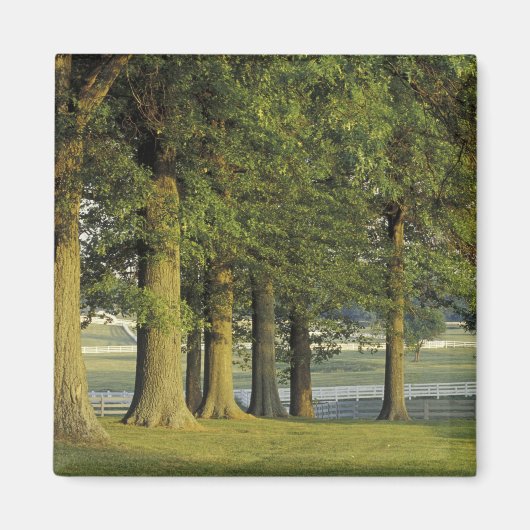 USA, Kentucky, Lexington. Baumreihe und Magnet (Vorne)